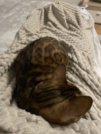 Bengal Katze aus Bremen in liebevolle Hände abzugeben