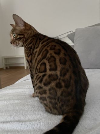 Bengal Katze aus Bremen in liebevolle Hände abzugeben