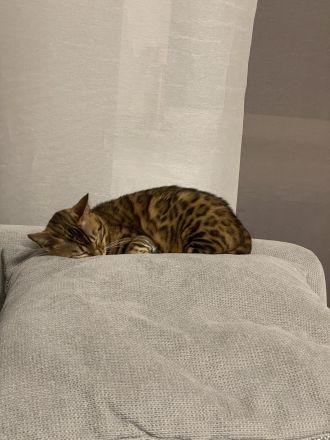 Bengal Katze aus Bremen in liebevolle Hände abzugeben