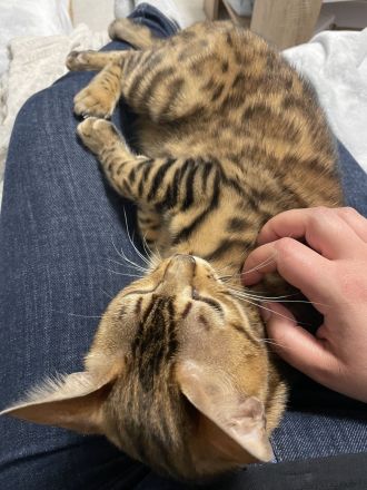 Bengal Katze aus Bremen in liebevolle Hände abzugeben