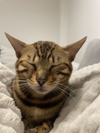 Bengal Katze aus Bremen in liebevolle Hände abzugeben