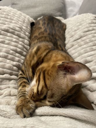 Bengal Katze aus Bremen in liebevolle Hände abzugeben