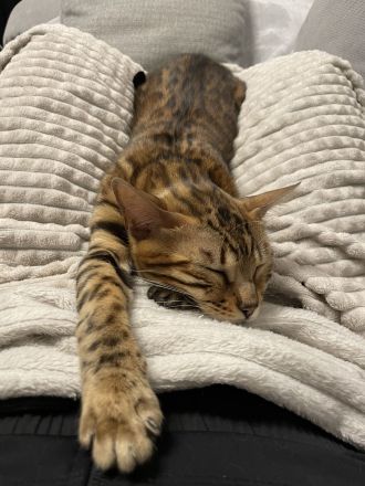 Bengal Katze aus Bremen in liebevolle Hände abzugeben