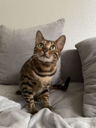 Bengal Katze aus Bremen in liebevolle Hände abzugeben