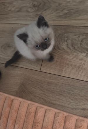 Süßer Siamkater sucht liebevolles Zuhause