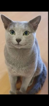 Reinrassige Russisch blau, kitten, champion linie Weibchen, Maine coon, bkh