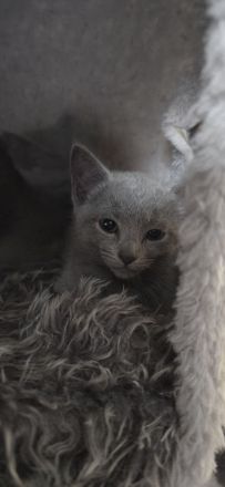 Reinrassige Russisch blau, kitten, champion linie Weibchen, Maine coon, bkh