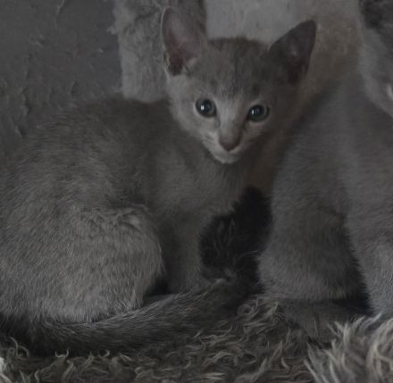 Reinrassige Russisch blau, kitten, champion linie Weibchen, Maine coon, bkh