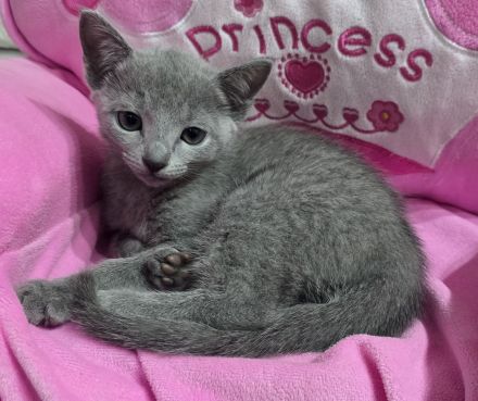 Reinrassige Russisch blau, kitten, champion linie Weibchen, Maine coon, bkh