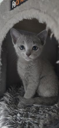 Reinrassige Russisch blau, kitten, champion linie Weibchen, Maine coon, bkh