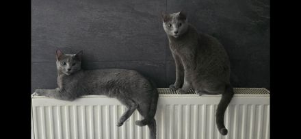 Reinrassige Russisch blau, kitten, champion linie Weibchen, Maine coon, bkh