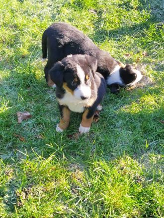 Rassenreine Appenzeller Sennenhunde Welpen Ab sofort direkt abzugeben