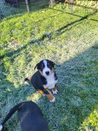 Rassenreine Appenzeller Sennenhunde Welpen Ab sofort direkt abzugeben