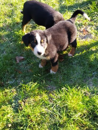 Rassenreine Appenzeller Sennenhunde Welpen Ab sofort direkt abzugeben