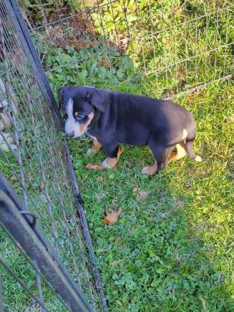 Rassenreine Appenzeller Sennenhunde Welpen Ab sofort direkt abzugeben