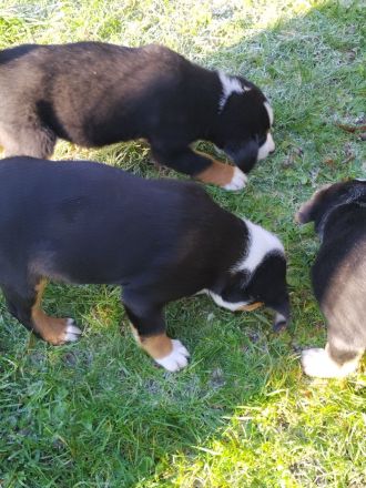 Rassenreine Appenzeller Sennenhunde Welpen Ab sofort direkt abzugeben