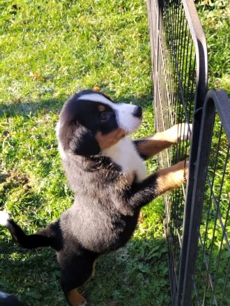 Rassenreine Appenzeller Sennenhunde Welpen Ab sofort direkt abzugeben