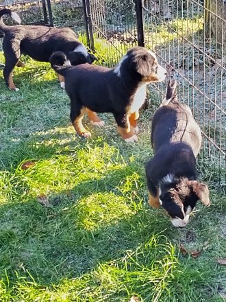 Rassenreine Appenzeller Sennenhunde Welpen Ab sofort direkt abzugeben