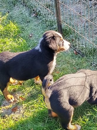 Rassenreine Appenzeller Sennenhunde Welpen Ab sofort direkt abzugeben