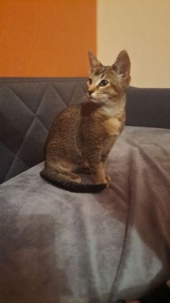 Abessinier Katzenmix