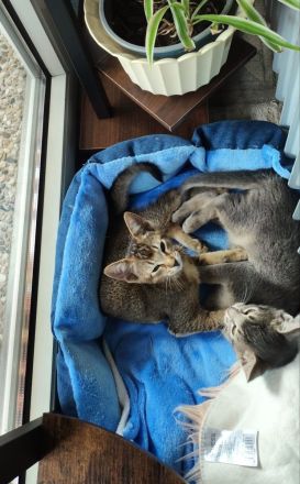 Abessinier Katzenmix