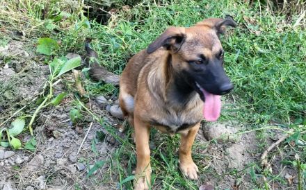 Energiebündel Holly sucht ihre Menschen