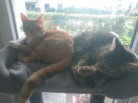 2 kuschelnasen suchen zusammen