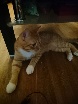 2 kuschelnasen suchen zusammen