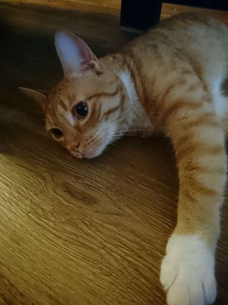 2 kuschelnasen suchen zusammen