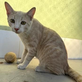 Tracy, Ryan und Cash