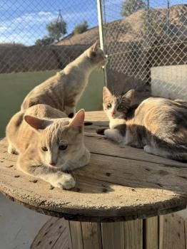 Tracy, Ryan und Cash