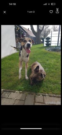 Perro sin pelo peru rüde