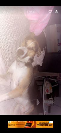 Perro sin pelo peru rüde