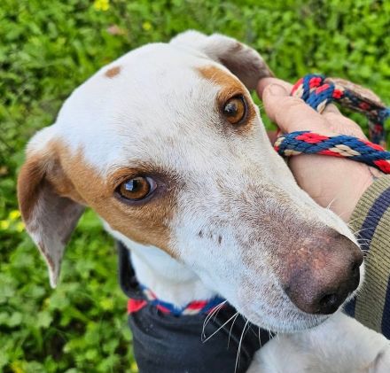 Spotty 4, männlicher Mischling