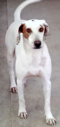 Spotty 4, männlicher Mischling