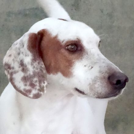 Spotty 4, männlicher Mischling