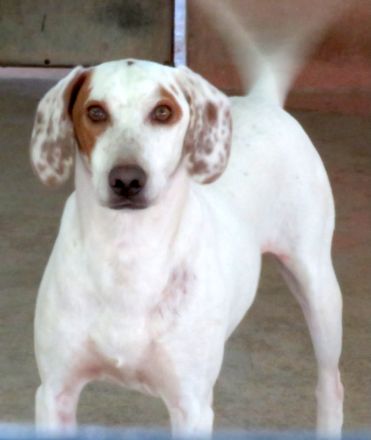 Spotty 4, männlicher Mischling