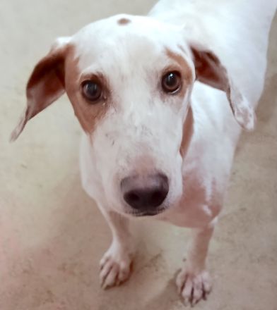 Spotty 4, männlicher Mischling