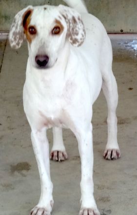 Spotty 4, männlicher Mischling