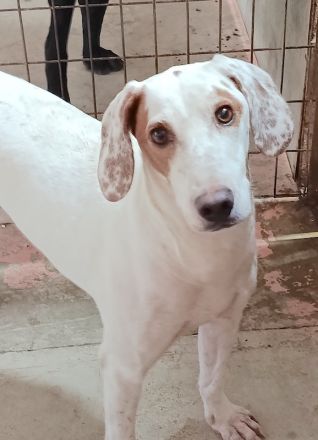 Spotty 4, männlicher Mischling