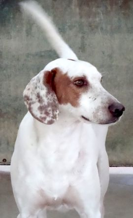 Spotty 4, männlicher Mischling