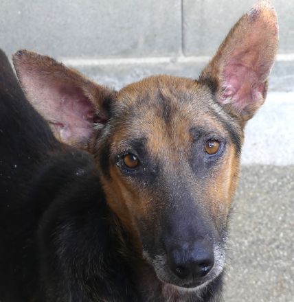 Hooch 4, männlicher Schäferhund-Mix