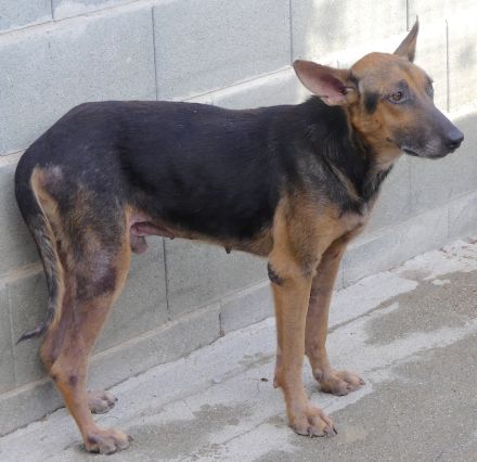 Hooch 4, männlicher Schäferhund-Mix