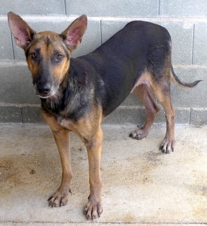 Hooch 4, männlicher Schäferhund-Mix