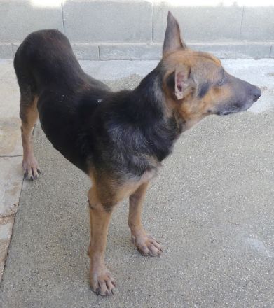 Hooch 4, männlicher Schäferhund-Mix