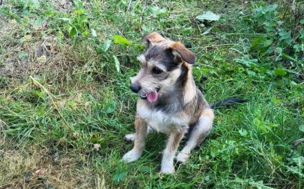 Powerpaket Lucinda sucht ihre Menschen