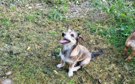 Powerpaket Lucinda sucht ihre Menschen