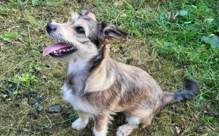 Powerpaket Lucinda sucht ihre Menschen