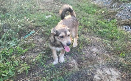 Powerpaket Lucinda sucht ihre Menschen