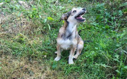 Powerpaket Lucinda sucht ihre Menschen